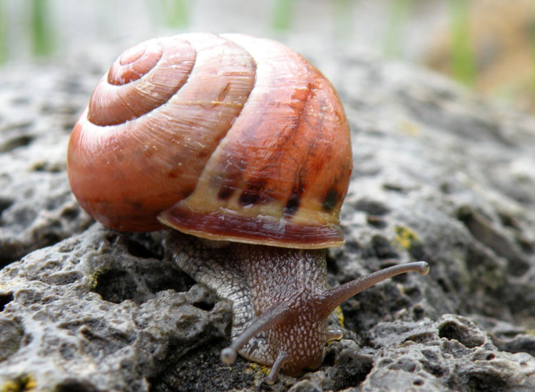 Cepaea nemoralis, vero?